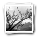 Ramos de árvore em primeiro plano, vendo-se ao fundo o Pinhão