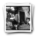 Quinta das Antas, Junho 1910: Estábulos