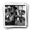 Quinta das Antas, Junho 1910: Estábulos