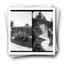 Quinta das Antas, Junho 1910 [: Passeio de charrete pela quinta]