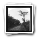 [África, Moçamedes: Paisagem com carroça e um negro carregando um saco num caminho de plantações (reprodução)]