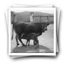 Vaca e vitelo em quinta, região do Douro