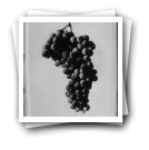 Cacho de uvas “Vinhão” (reprodução de prova)
