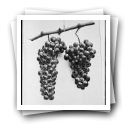 Cacho de uvas (reprodução)