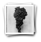 Cacho de uvas “Espadeiro” (reprodução de prova)