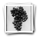 Cacho de uvas (reprodução de prova)