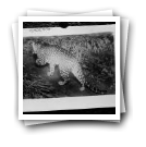 Leopardo (reprodução de prova)