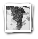 Cacho de uvas (reprodução de gravura)