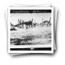 Grupo de girafas em habitat natural (reprodução de prova)