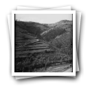 Vista de quintas, região do Douro