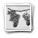 Cachos de uvas (reprodução)
