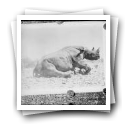 Rinoceronte (reprodução de prova)