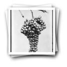Uva “Malvasia Grossa ou Codega” (reprodução)