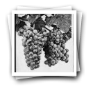Cachos de uvas (reprodução)