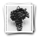 Cacho de uvas (reprodução de prova)