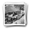 Trabalhadores apertam os cestos de uvas transportados em carro de bois, Pinhão