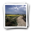 Vista geral de caminho entre o campo e a ria com casas ao fundo, Murtosa