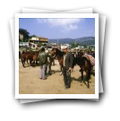 Feira de cavalos, Lamego