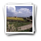 Vista geral de caminho, campo com flores e casas, Murtosa