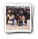 Feira de cavalos, Lamego