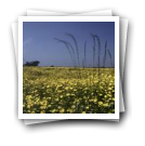 Vista geral de campo coberto de flores, Murtosa