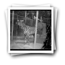 [Barcelona - Espanha: Zebra no Jardim Zoológico]