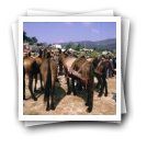 Feira de cavalos, Lamego