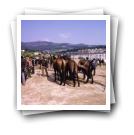 Feira de cavalos, Lamego