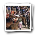 Feira de cavalos, Lamego