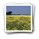 Vista geral de campo coberto de flores, Murtosa