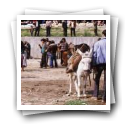 Feira de cavalos, Lamego