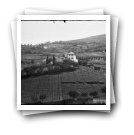 [Alto Douro Vinhateiro: Paisagem com vinha e oliveiras (panorâmica 2/3)]