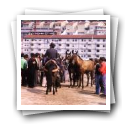 Feira de cavalos, Lamego