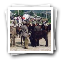 Feira de cavalos, Lamego