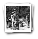 Nova Cintra [: Homero, Horácio e Hugo Paz dos Reis  apanhando peras para a irmã Hilda no jardim de Nova Cintra]
