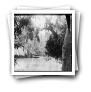 [Paisagem: Lago em jardim com barcos e chorão; em primeiro plano árvore com corações e nomes gravados: “Varella; Carlos Camillo Vaz 6-9-11; B C Neves; A C Neves, Bahia 19-7-10; D. Dan 1910 Porto”"