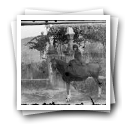 [Alpendurada: Maria Luísa Magalhães Wandschneider a cavalo na entrada da quinta/convento]
