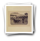 Exposição Pecuária Nacional em 1888: Vaca algarvia afilhada, 1888-06/1888-06 (PT/CPF/CNF-CALVB/0011/000044A)